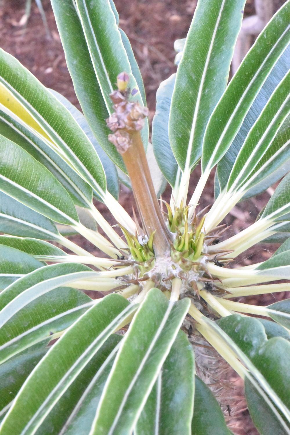 Photo of Madagascar Palm (Pachypodium lamerei) uploaded by SDAloeTree