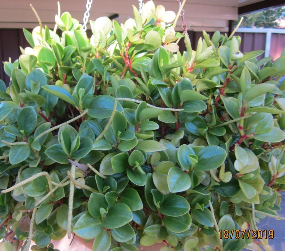 Photo of Baby Rubber Plant (Peperomia obtusifolia) uploaded by yowie