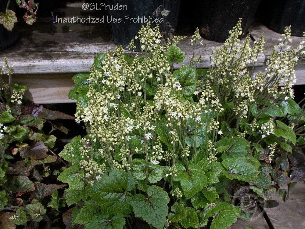 Photo of Foamflower (Tiarella cordifolia 'Brandywine') uploaded by DaylilySLP