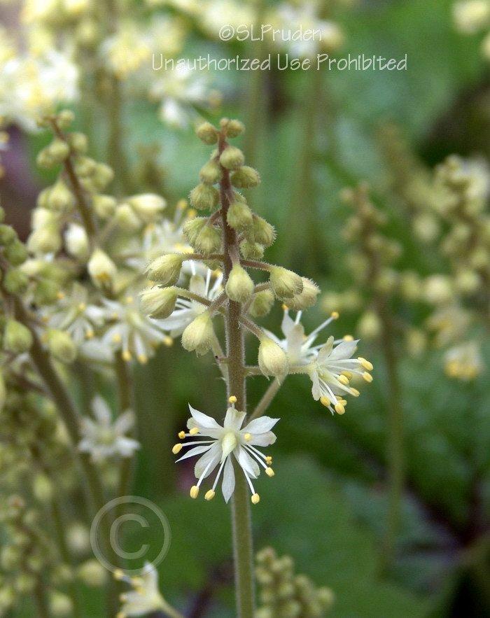 Photo of Foamflower (Tiarella cordifolia 'Brandywine') uploaded by DaylilySLP