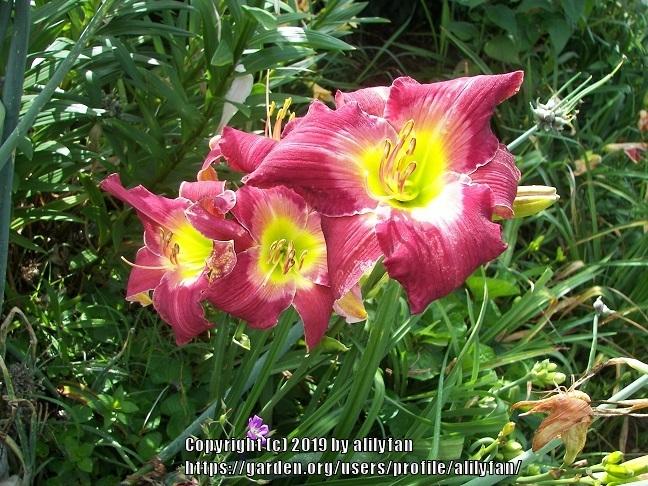 Photo of Daylily (Hemerocallis 'Cameroons Twister') uploaded by alilyfan