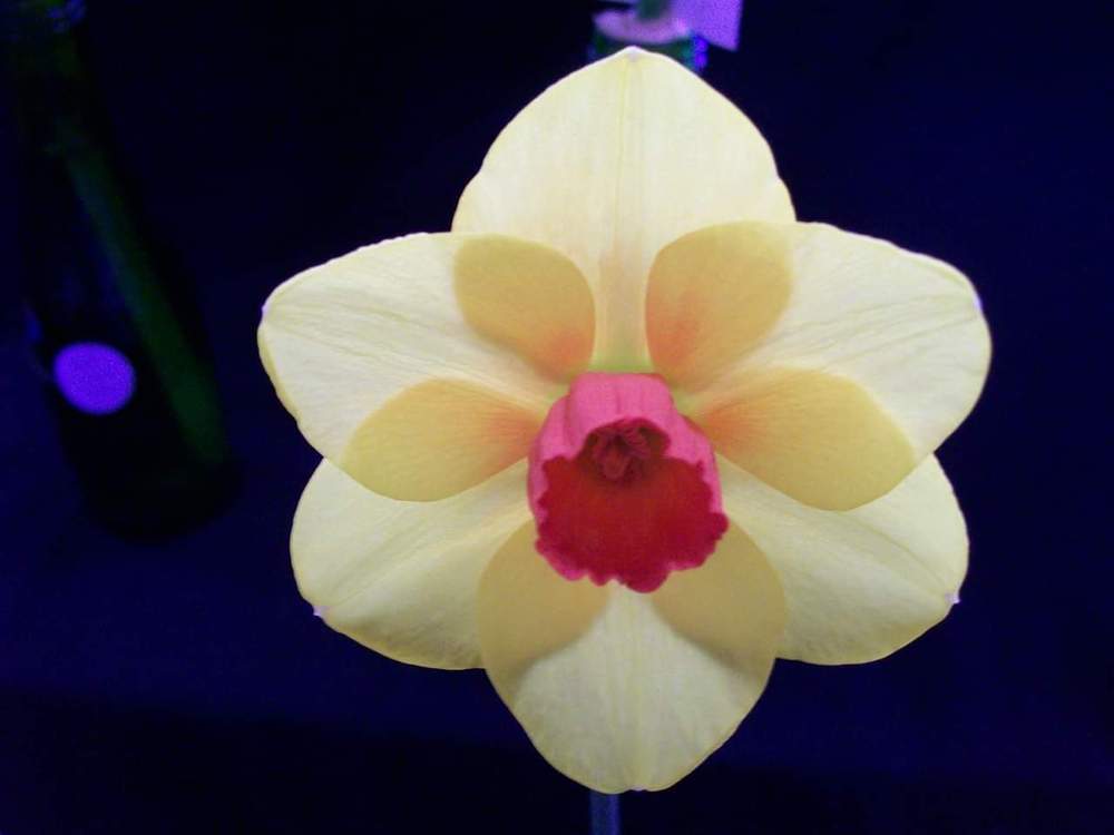 Photo of Daffodils (Narcissus) uploaded by gwhizz