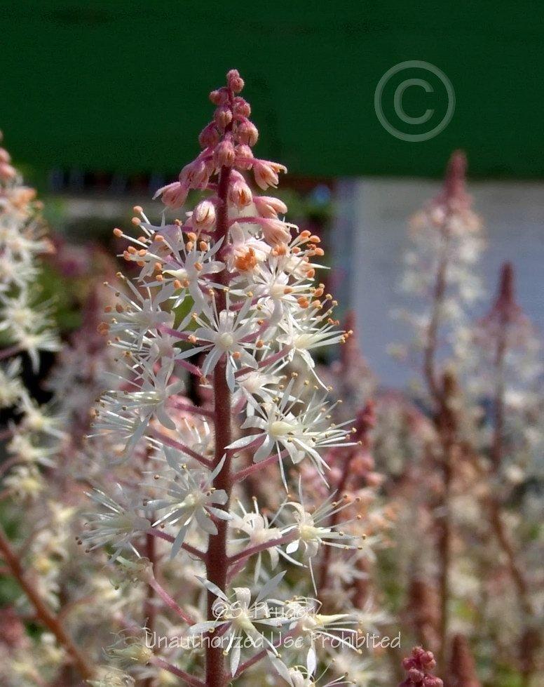 Photo of Foamflower (Tiarella 'Sugar and Spice') uploaded by DaylilySLP