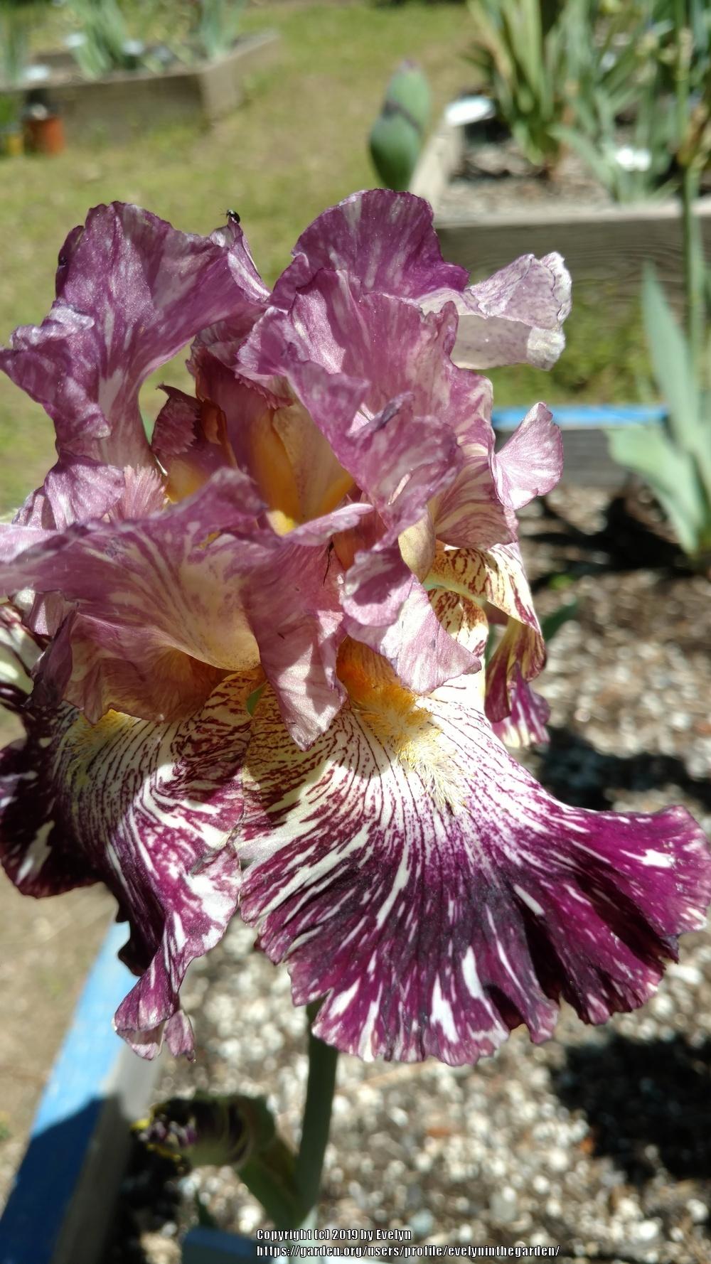 Photo of Tall Bearded Iris (Iris 'Bewilderbeast') uploaded by evelyninthegarden