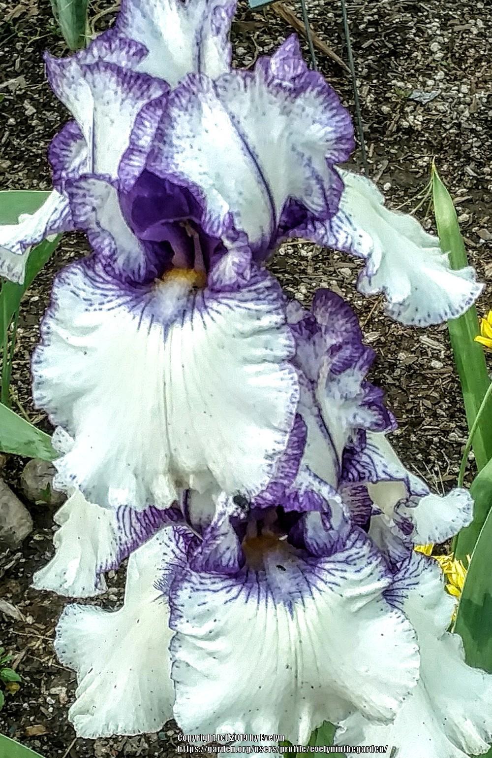 Photo of Tall Bearded Iris (Iris 'Rare Treat') uploaded by evelyninthegarden