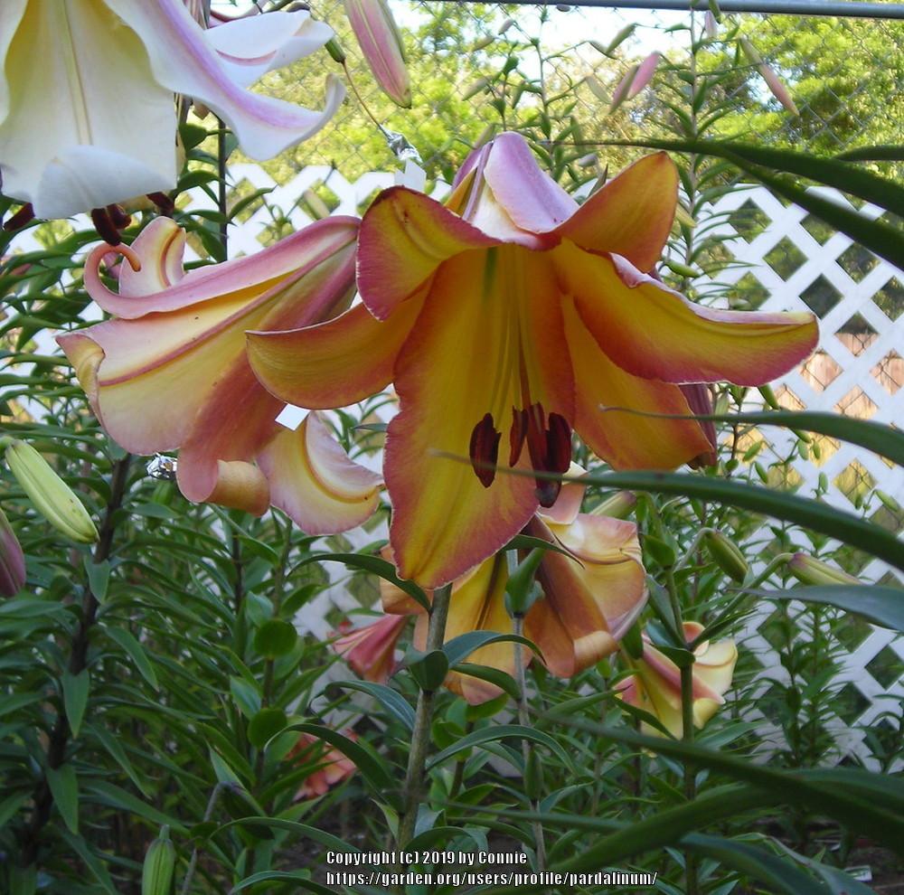 Photo of Lily (Lilium 'Make Peace') uploaded by pardalinum