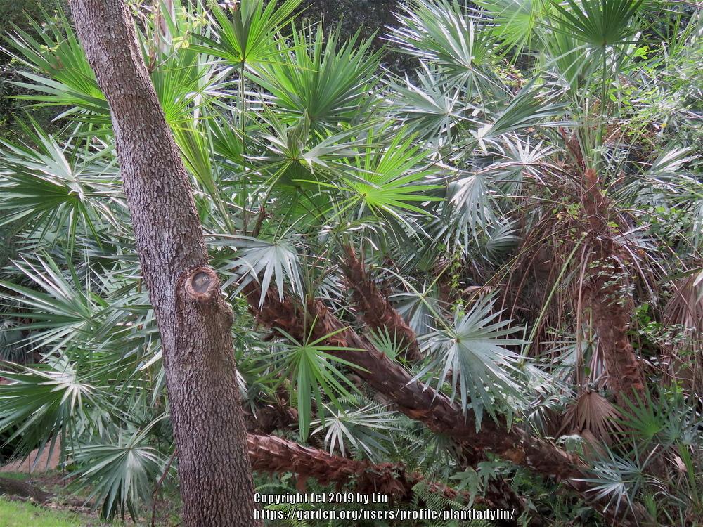 Photo of Saw Palmetto (Serenoa repens) uploaded by plantladylin