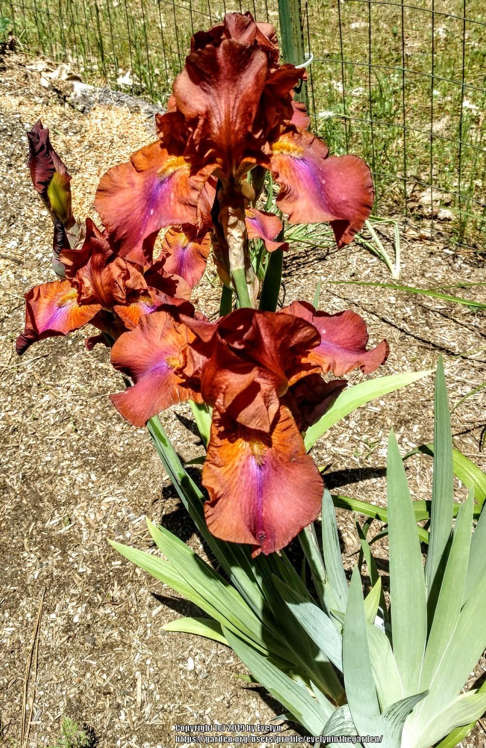 Photo of Tall Bearded Iris (Iris 'Laurel Oak') uploaded by evelyninthegarden