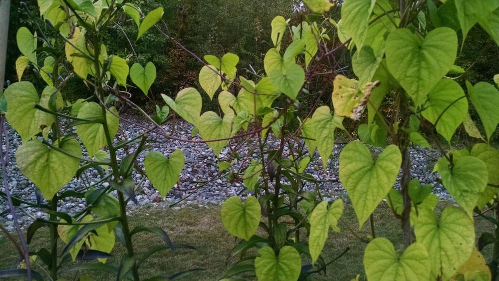 Photo of Moonflower (Ipomoea alba) uploaded by joannakat