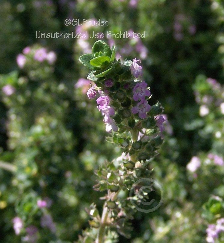 Photo of Creeping Thyme (Thymus 'Doone Valley') uploaded by DaylilySLP