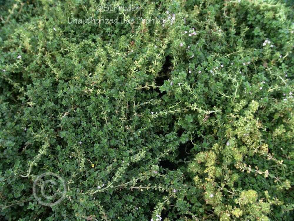 Photo of Creeping Thyme (Thymus 'Doone Valley') uploaded by DaylilySLP