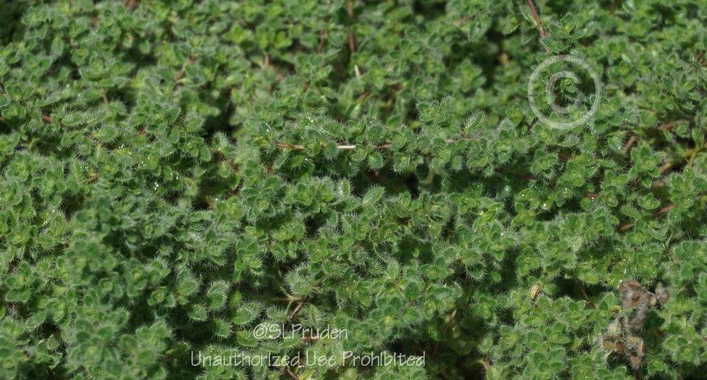 Photo of Creeping Thyme (Thymus serpyllum) uploaded by DaylilySLP