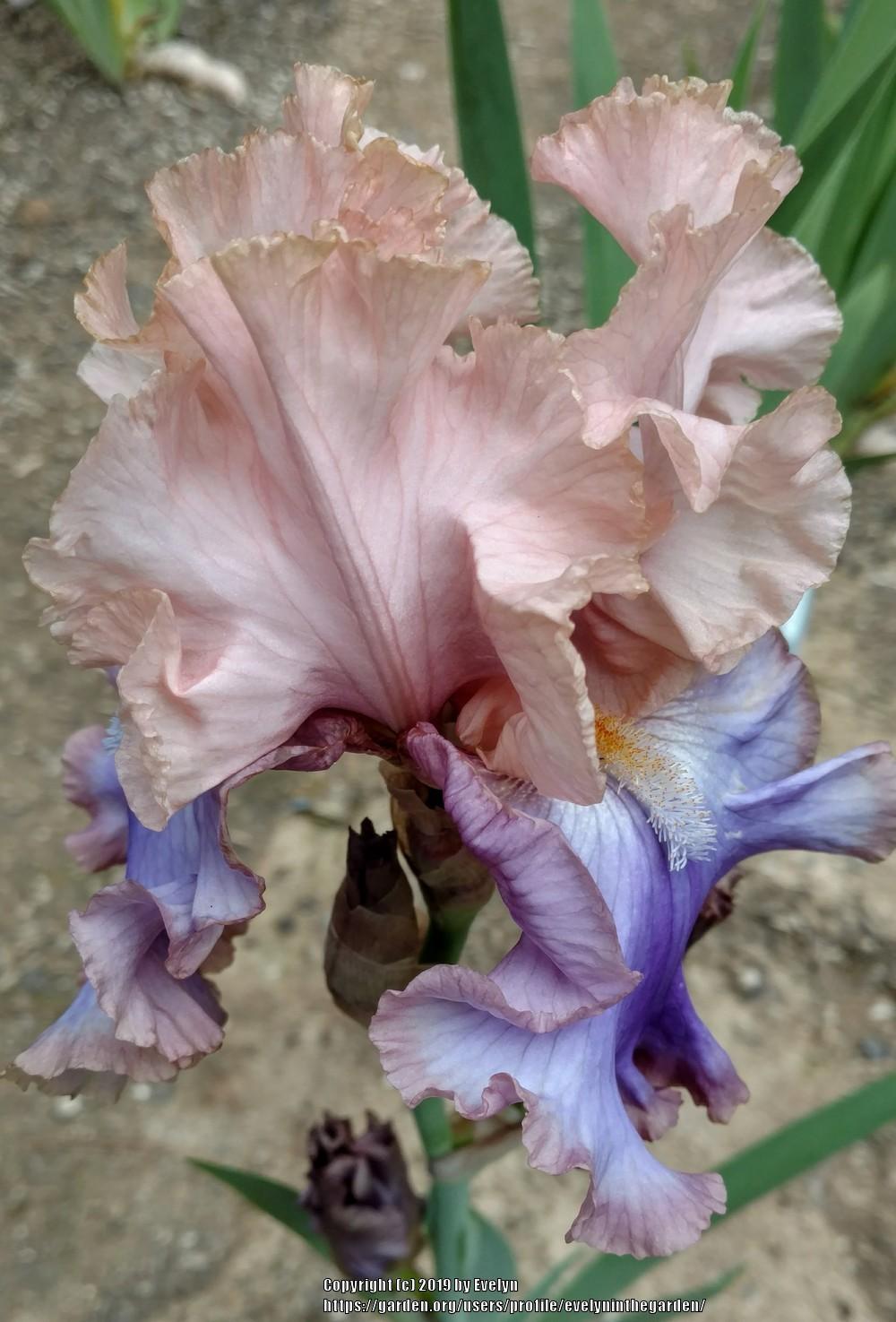 Photo of Tall Bearded Iris (Iris 'Florentine Silk') uploaded by evelyninthegarden