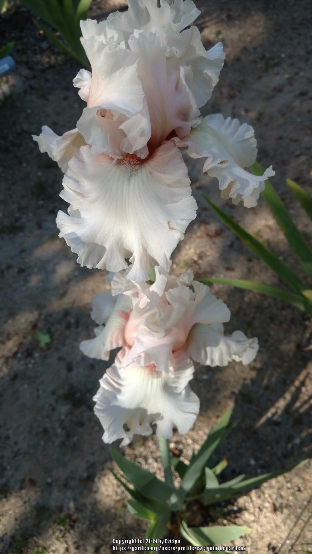 Photo of Tall Bearded Iris (Iris 'Treasured') uploaded by evelyninthegarden