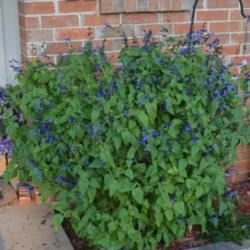 Location: In a friends garden in Oklahoma City, OK
Date: September 1, 2018
'Black and Blue' Salvia in an Oklahoma City, OK garden [zone 7A]