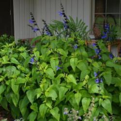 Location: In my garden in Oklahoma City, OK
Date: May 30, 2016
'Black and Blue' Salvia in an Oklahoma City, OK garden [zone 7A]
