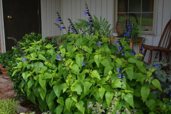 Photo of Anise-Scented Sage (Salvia coerulea 'Black and Blue') uploaded by jathton