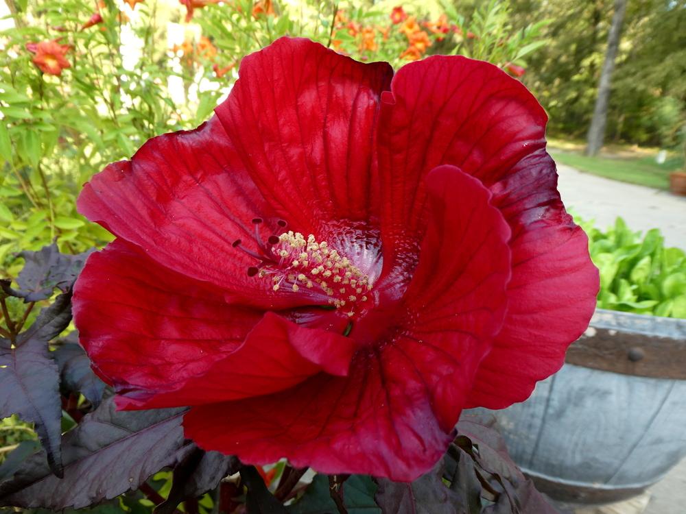 Photo of Hybrid Hardy Hibiscus (Hibiscus 'Midnight Marvel') uploaded by wildflowers