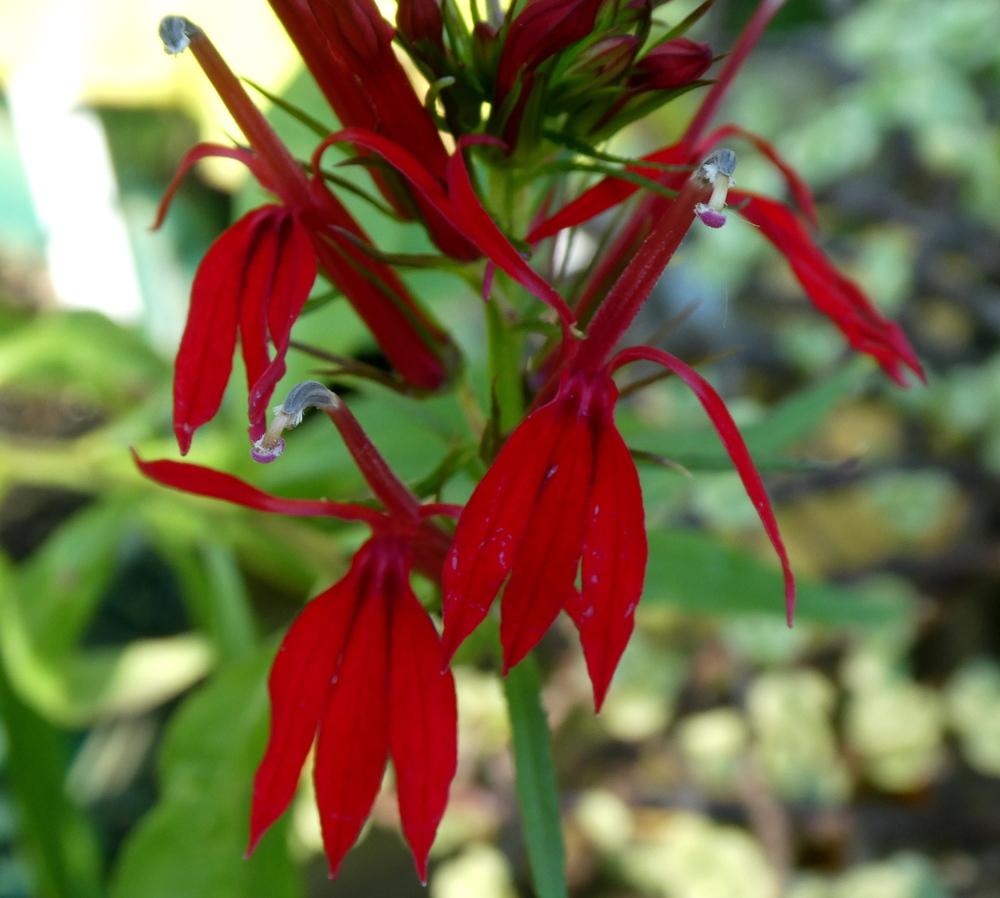 Photo of Cardinal Flower (Lobelia cardinalis) uploaded by wildflowers