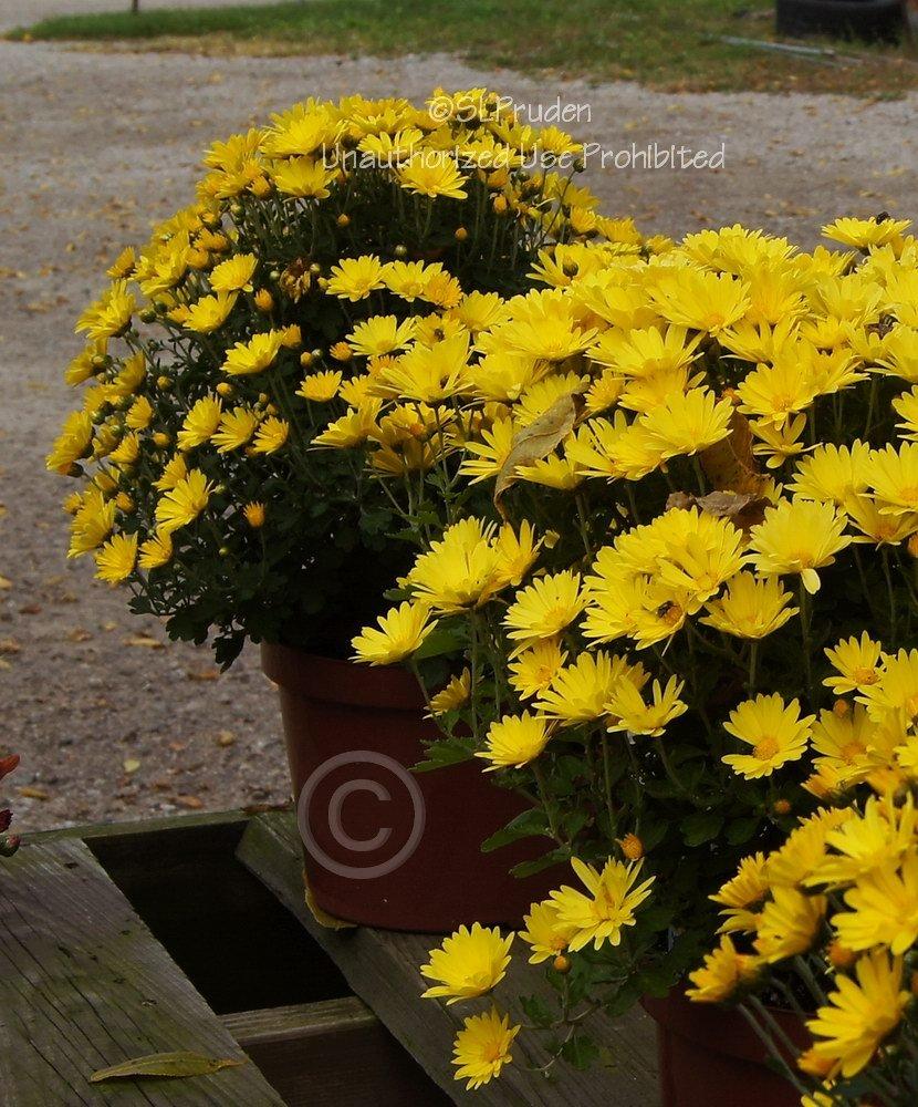 Photo of Garden Mum (Chrysanthemum 'Hankie Yellow') uploaded by DaylilySLP
