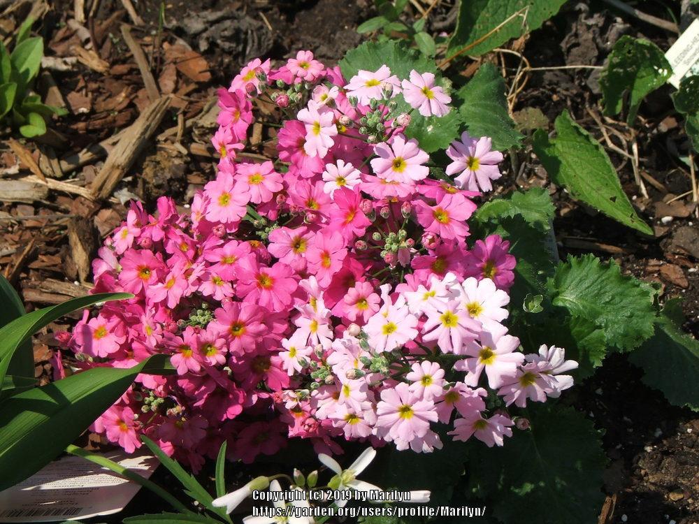 Photo of Primroses (Primula) uploaded by Marilyn