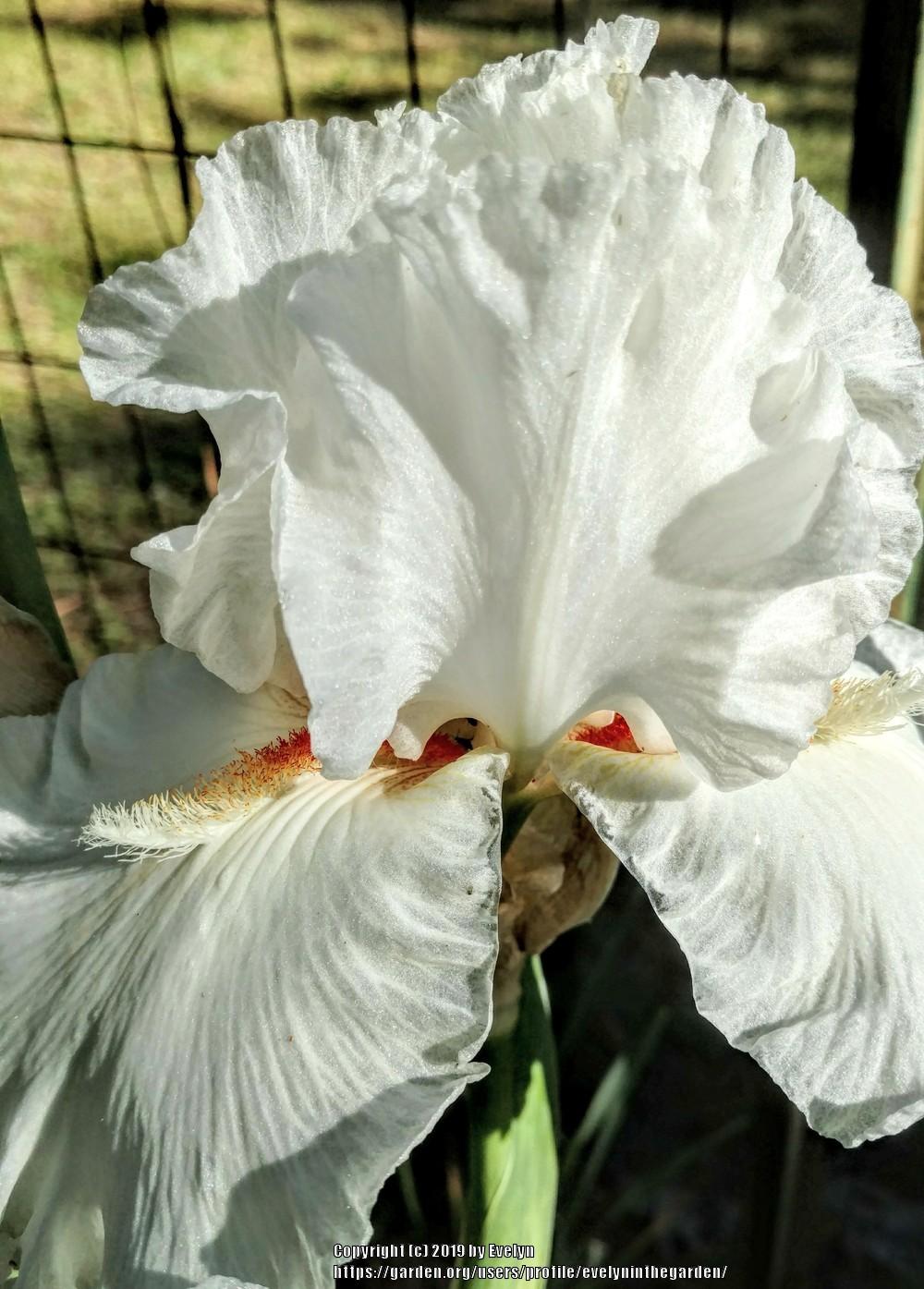 Photo of Tall Bearded Iris (Iris 'Mesmerizer') uploaded by evelyninthegarden