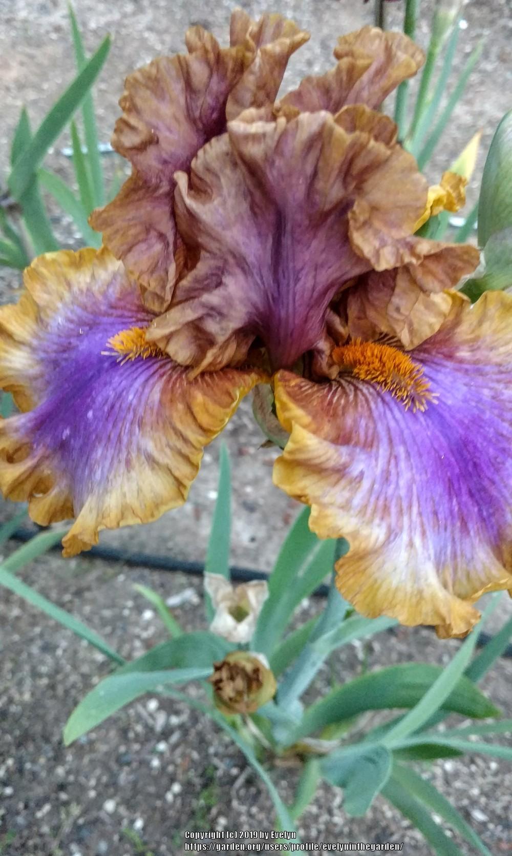 Photo of Tall Bearded Iris (Iris 'Maggie Beth') uploaded by evelyninthegarden