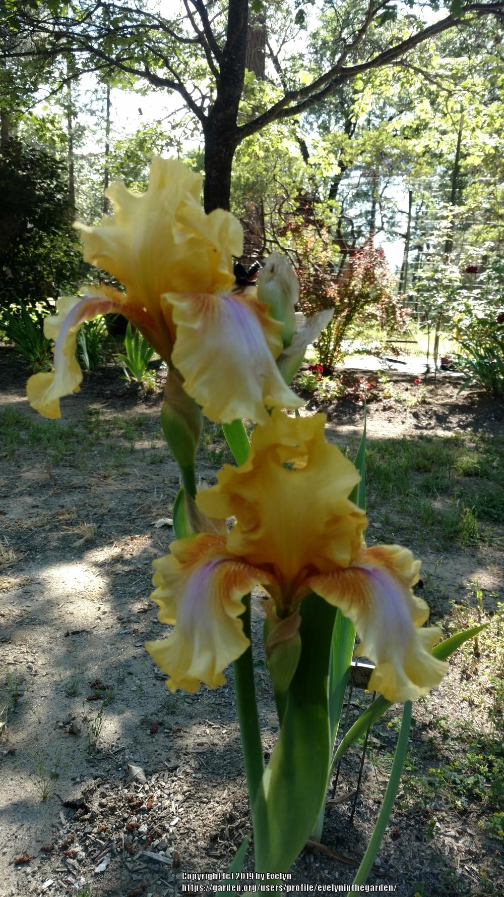 Photo of Tall Bearded Iris (Iris 'Strange Brew') uploaded by evelyninthegarden
