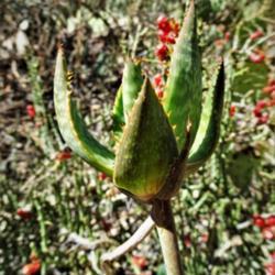 Location: South Bella Vista Drive, Tucson, AZ
Date: 2019-09-29
Unusual, new crown on the top of a broken inflorescence