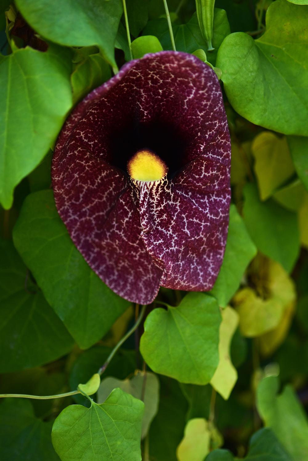 Photo of Aristolochia uploaded by cliftoncat