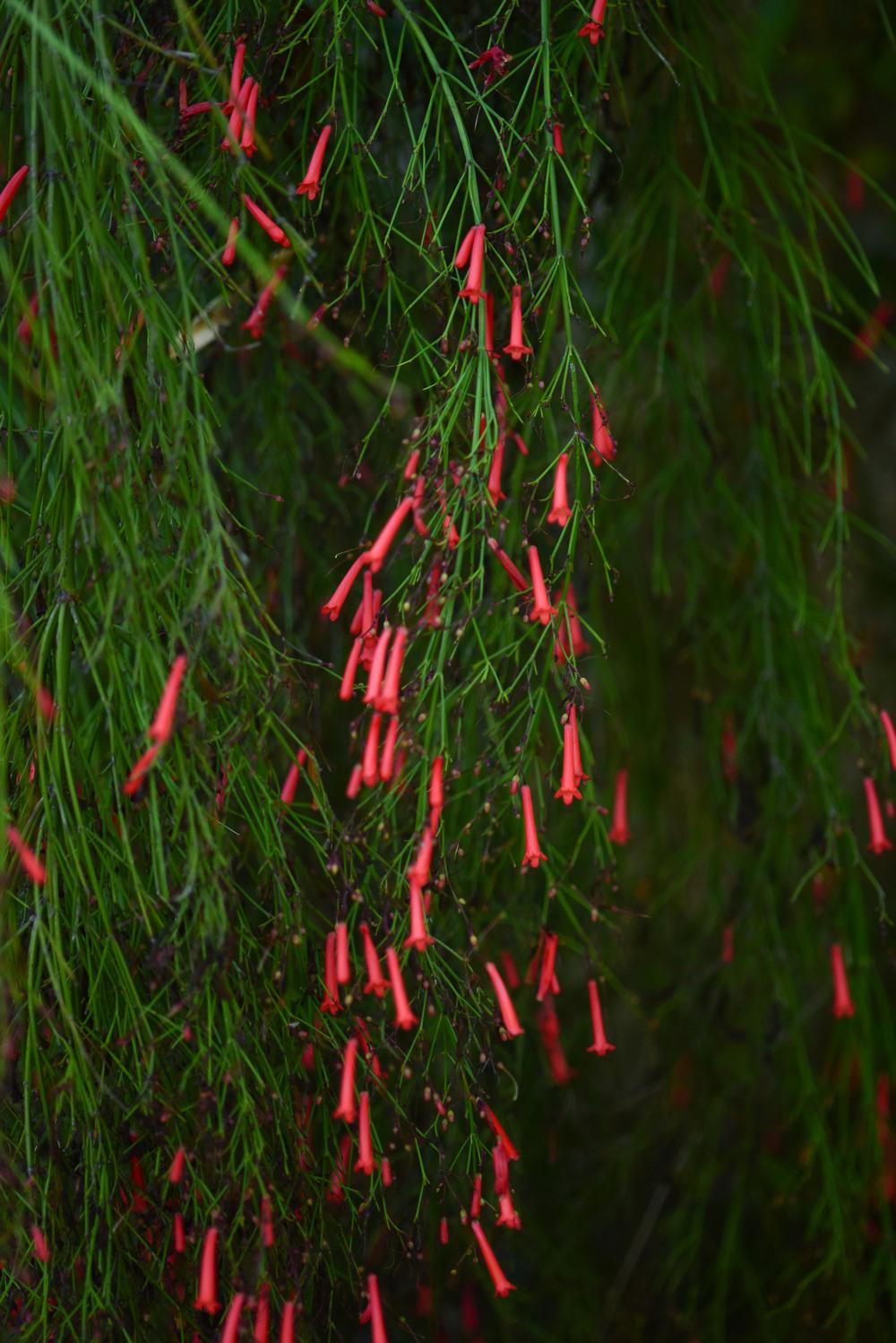 Photo of Firecracker Plant (Russelia equisetiformis) uploaded by cliftoncat