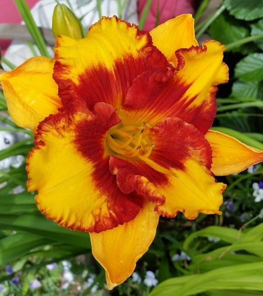 Photo of Daylily (Hemerocallis 'Adorable Tiger') uploaded by flowerpower35