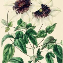 
Date: c. 1838
illustration by Miss Drake from 'Edwards's Botanical Register', 1