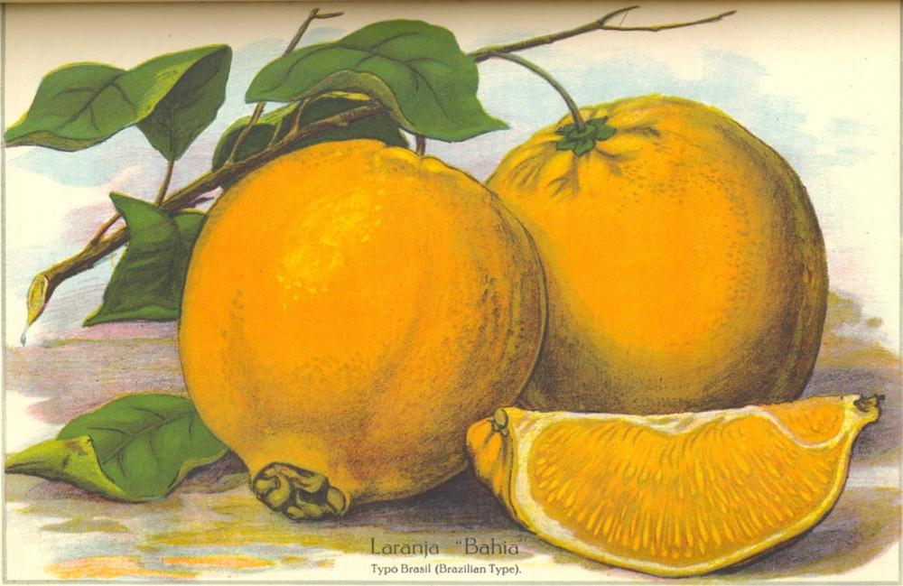 Photo of Sweet Orange (Citrus x aurantium 'Bahia') uploaded by BlueOddish