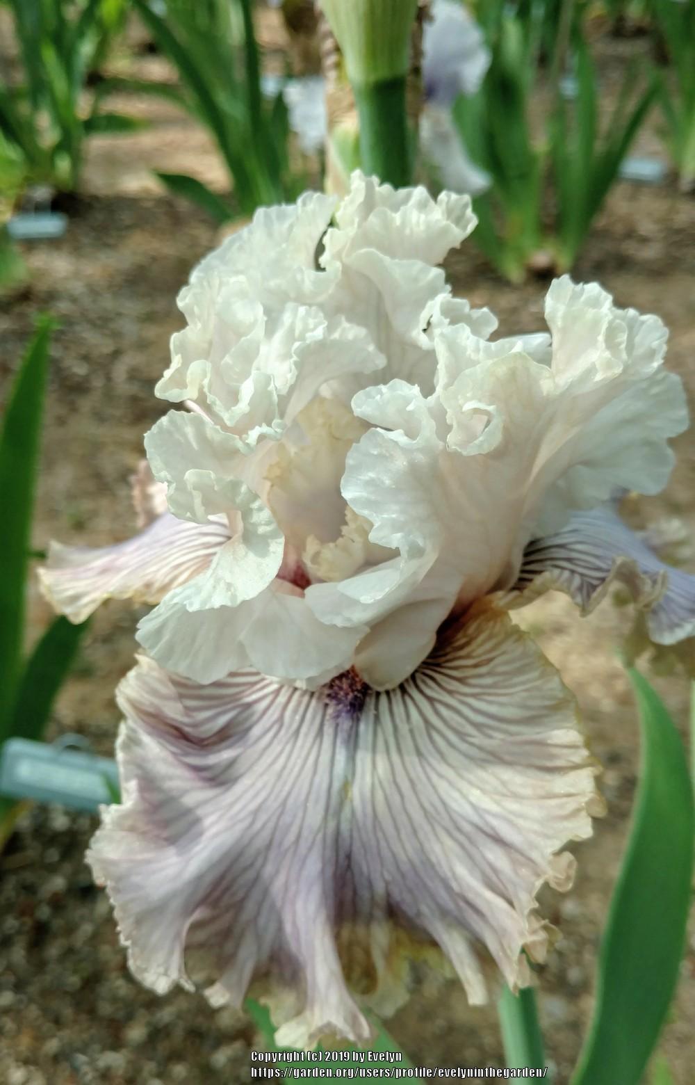 Photo of Tall Bearded Iris (Iris 'Haunted Heart') uploaded by evelyninthegarden