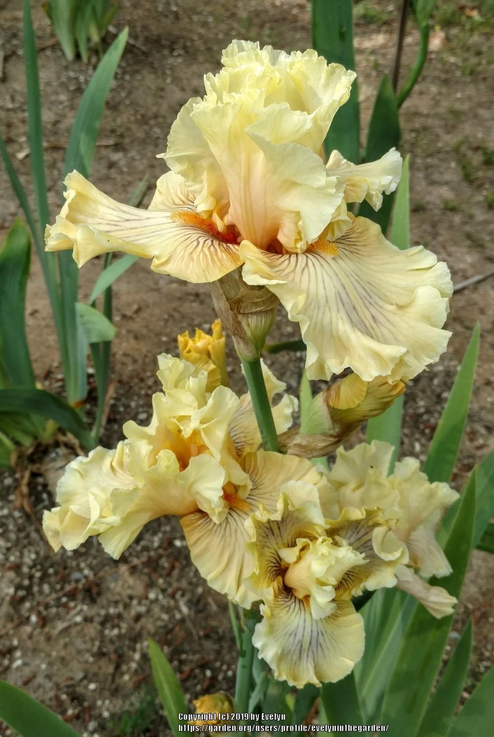 Photo of Tall Bearded Iris (Iris 'Cotillion Gown') uploaded by evelyninthegarden