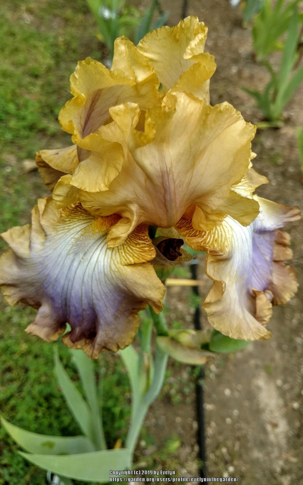 Photo of Tall Bearded Iris (Iris 'Hope Is Everything') uploaded by evelyninthegarden