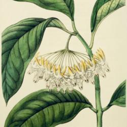 
Date: c. 1839
illustration by Miss Drake from 'Edwards's Botanical Register', 1
