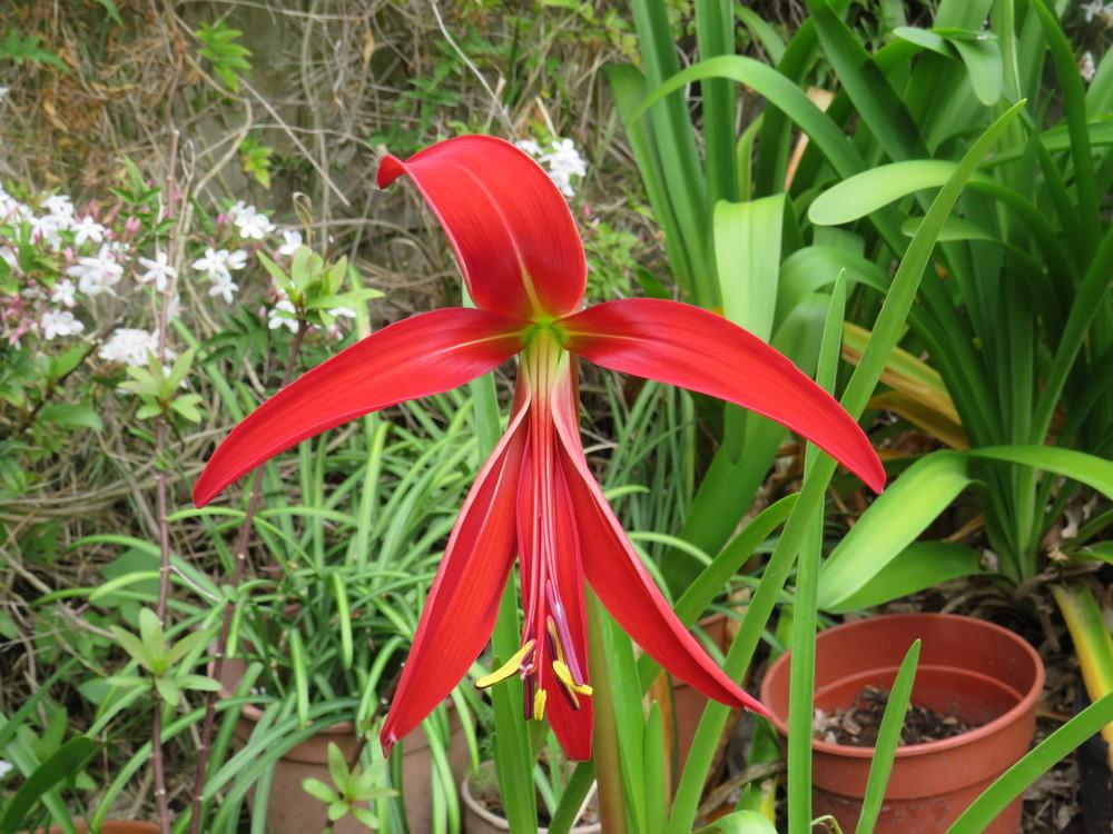 Photo of Aztec Lily (Sprekelia formosissima) uploaded by ceci
