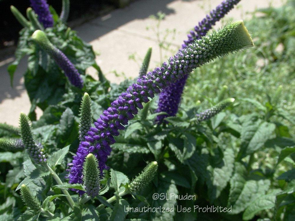 Photo of Speedwell (Veronica 'Sunny Border Blue') uploaded by DaylilySLP