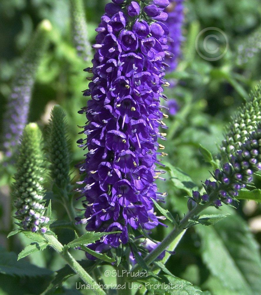 Photo of Speedwell (Veronica 'Sunny Border Blue') uploaded by DaylilySLP