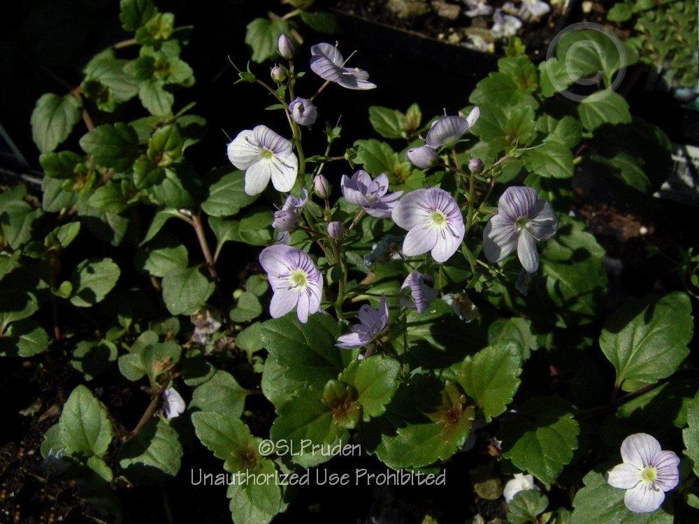 Photo of Speedwell (Veronica 'Waterperry Blue') uploaded by DaylilySLP