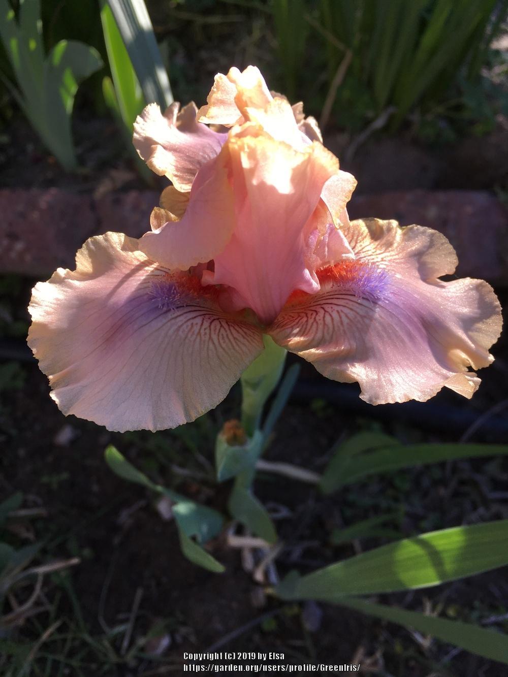 Photo of Intermediate Bearded Iris (Iris 'Country Dance') uploaded by GreenIris