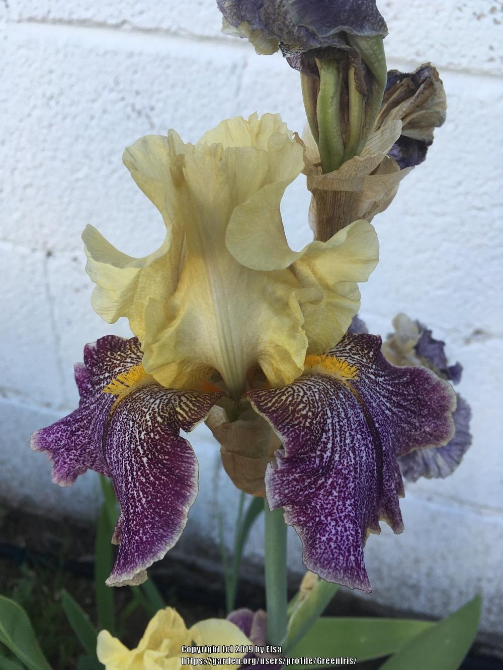 Photo of Tall Bearded Iris (Iris 'Different Design') uploaded by GreenIris
