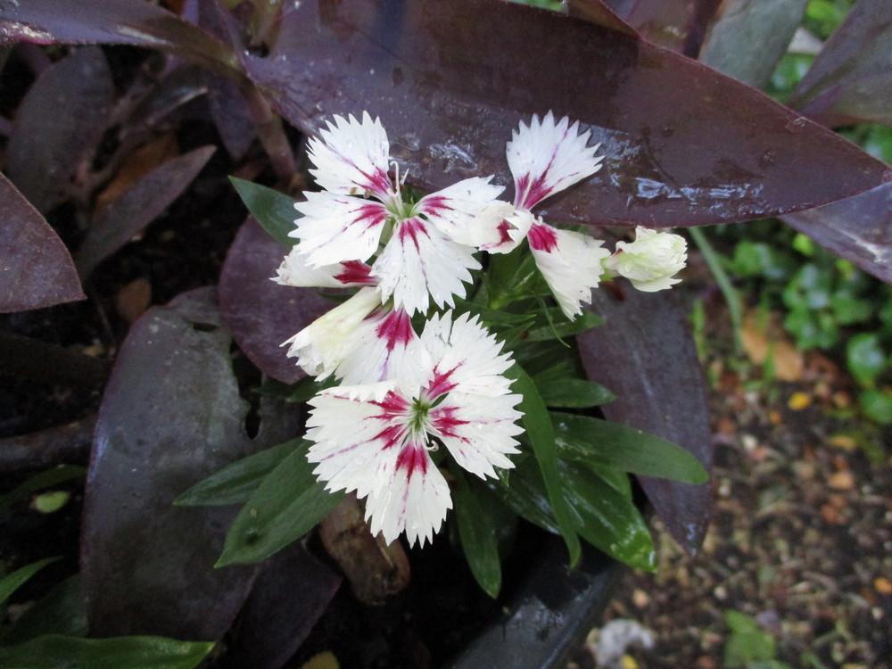 Photo of Sweet William (Dianthus barbatus) uploaded by Peggy8b
