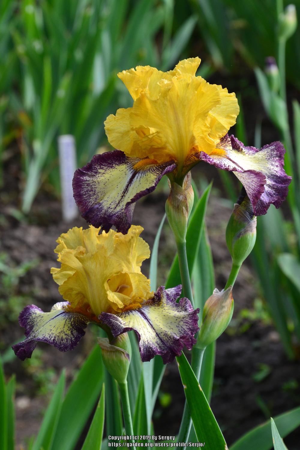 Photo of Tall Bearded Iris (Iris 'Aggressively Forward') uploaded by Serjio