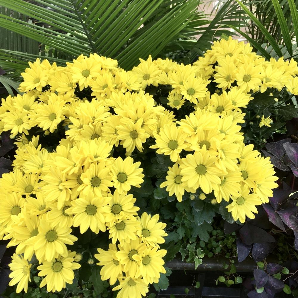 Photo of Chrysanthemum uploaded by csandt