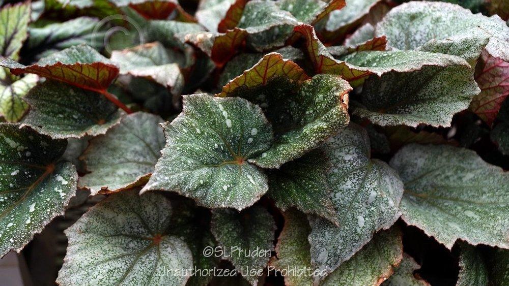 Photo of Begonia Shadow King™ Cool White uploaded by DaylilySLP