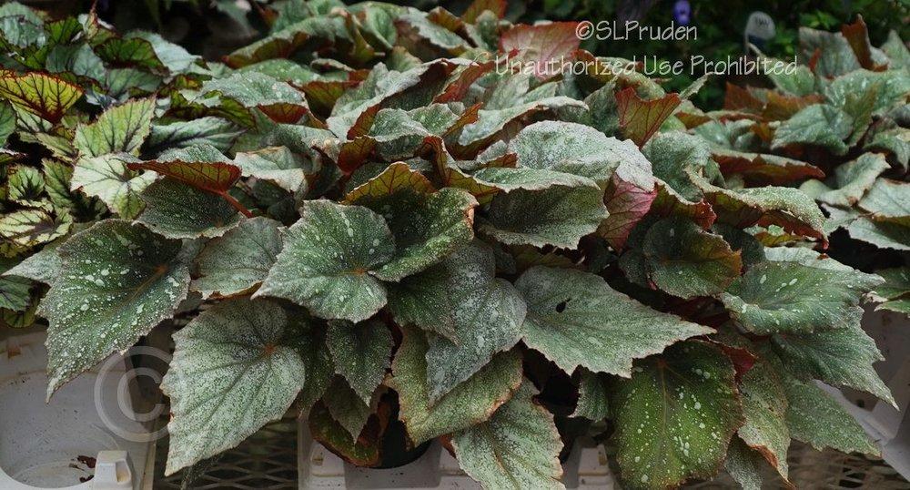 Photo of Begonia Shadow King™ Cool White uploaded by DaylilySLP