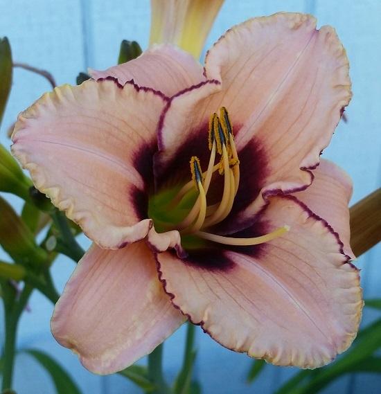 Photo of Daylily (Hemerocallis 'Bridgeton Celebrity') uploaded by flowerpower35